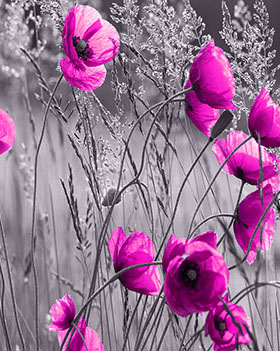 Partner Соло (Solo) 11764V8