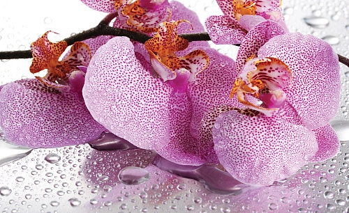 Partner Соло (Solo) 184P8